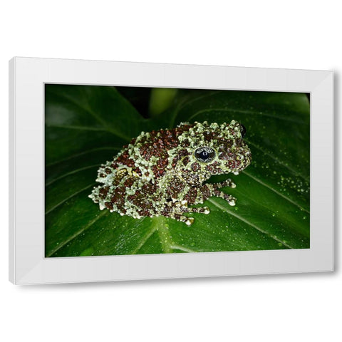 Vietnamese mossy frog White Modern Wood Framed Art Print by Jones, Adam