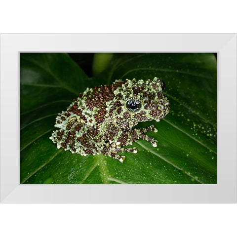 Vietnamese mossy frog White Modern Wood Framed Art Print by Jones, Adam