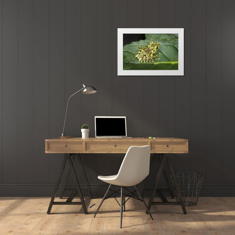 Southeast Vietnam Mossy tree frog on leaf White Modern Wood Framed Art Print by Zuckerman, Jim