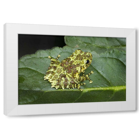 Southeast Vietnam Mossy tree frog on leaf White Modern Wood Framed Art Print by Zuckerman, Jim