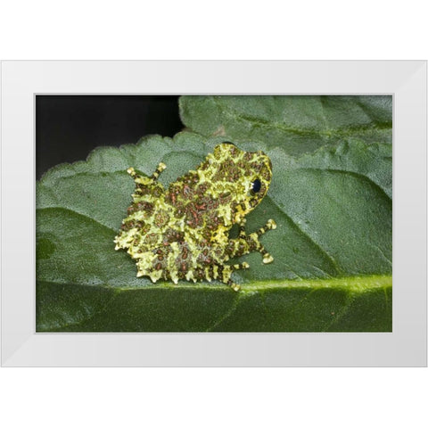 Southeast Vietnam Mossy tree frog on leaf White Modern Wood Framed Art Print by Zuckerman, Jim