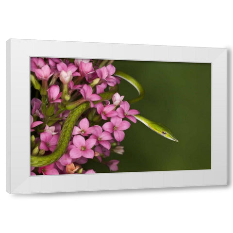 Vietnam Close-up of poisonous Asian Vine Snake White Modern Wood Framed Art Print by Flaherty, Dennis