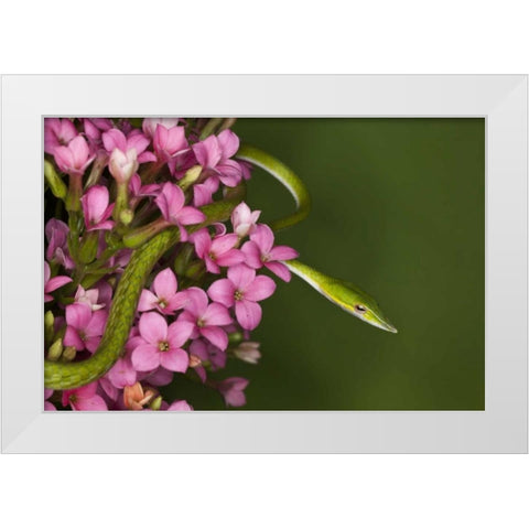 Vietnam Close-up of poisonous Asian Vine Snake White Modern Wood Framed Art Print by Flaherty, Dennis