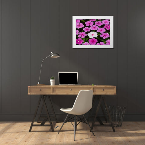 Asia-Vietnam-Mui Ne Pink and white flowers floating on water White Modern Wood Framed Art Print by Merrill Images