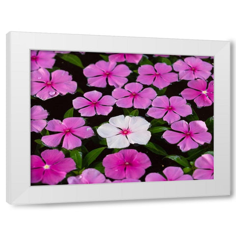 Asia-Vietnam-Mui Ne Pink and white flowers floating on water White Modern Wood Framed Art Print by Merrill Images