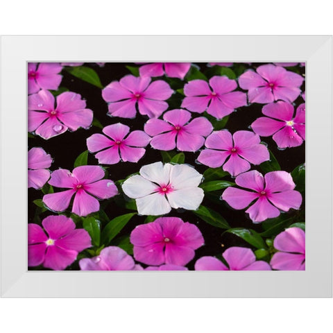Asia-Vietnam-Mui Ne Pink and white flowers floating on water White Modern Wood Framed Art Print by Merrill Images