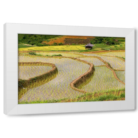Vietnam -Rice paddies in the highlands of Sapa White Modern Wood Framed Art Print by Norring, Tom