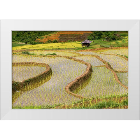 Vietnam -Rice paddies in the highlands of Sapa White Modern Wood Framed Art Print by Norring, Tom