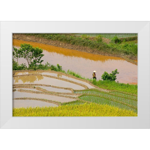 Vietnam -Rice paddies in the highlands of Sapa White Modern Wood Framed Art Print by Norring, Tom