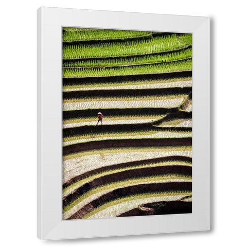 Vietnam -Rice paddies in the highlands of Sapa White Modern Wood Framed Art Print by Norring, Tom