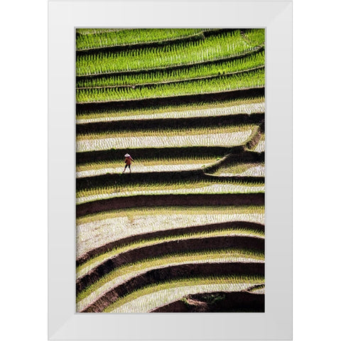 Vietnam -Rice paddies in the highlands of Sapa White Modern Wood Framed Art Print by Norring, Tom