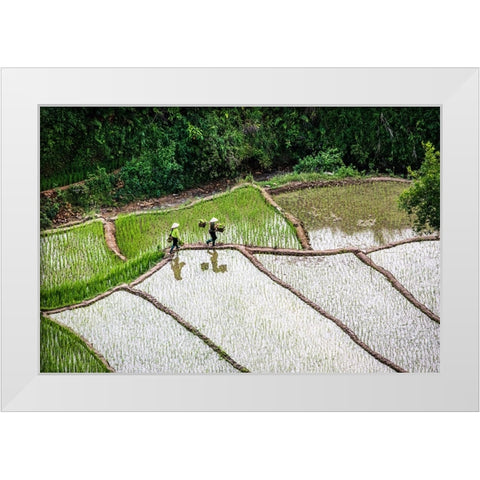 Vietnam -Rice paddies in the highlands of Sapa White Modern Wood Framed Art Print by Norring, Tom