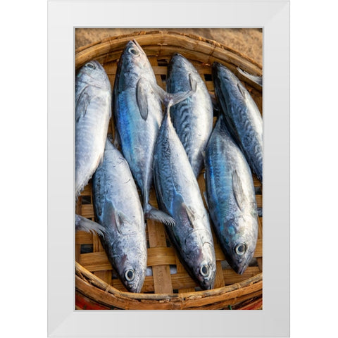 Vietnam-Mackerels from the nights catch on the beach at Hoi An White Modern Wood Framed Art Print by Norring, Tom