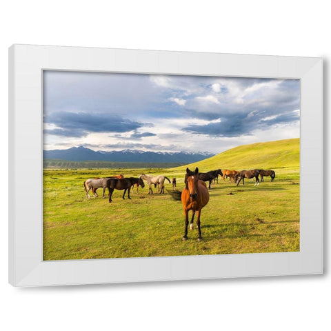 Horses for the production of milk-kumys and meat A typical farm on the Suusamyr plain-a high valley White Modern Wood Framed Art Print by Zwick, Martin