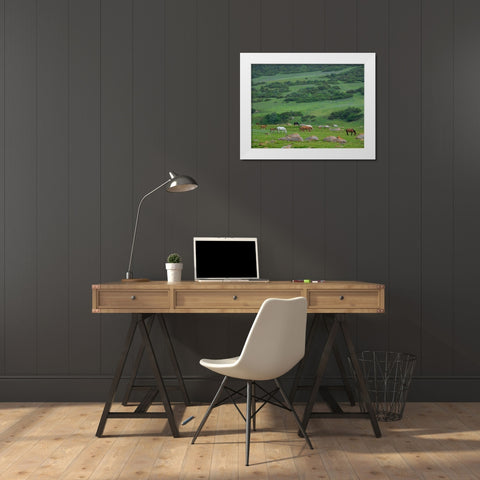Horses on their summer pasture National Park Besch Tasch in the Talas Alatoo mountain range White Modern Wood Framed Art Print by Zwick, Martin