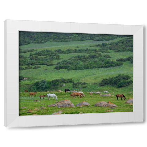 Horses on their summer pasture National Park Besch Tasch in the Talas Alatoo mountain range White Modern Wood Framed Art Print by Zwick, Martin