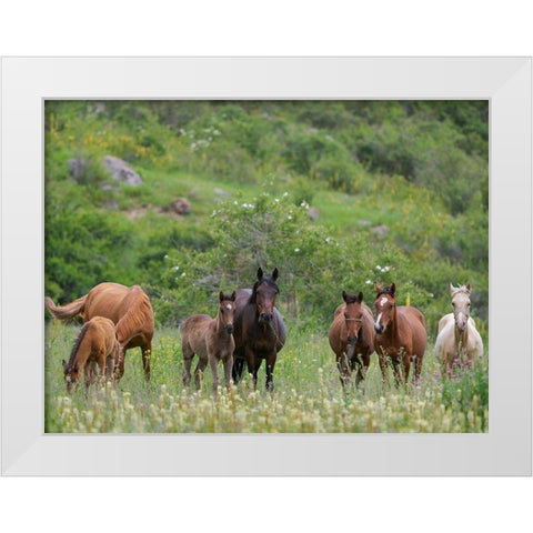 Horses on their summer pasture National Park Besch Tasch in the Talas Alatoo mountain range White Modern Wood Framed Art Print by Zwick, Martin