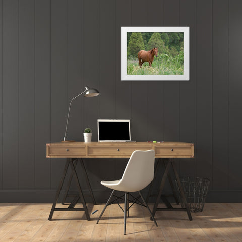 Horses on their summer pasture National Park Besch Tasch in the Talas Alatoo mountain range White Modern Wood Framed Art Print by Zwick, Martin