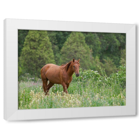 Horses on their summer pasture National Park Besch Tasch in the Talas Alatoo mountain range White Modern Wood Framed Art Print by Zwick, Martin