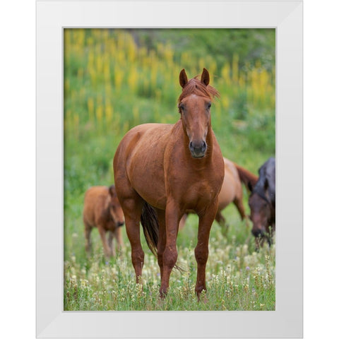 Horses on their summer pasture National Park Besch Tasch in the Talas Alatoo mountain range White Modern Wood Framed Art Print by Zwick, Martin