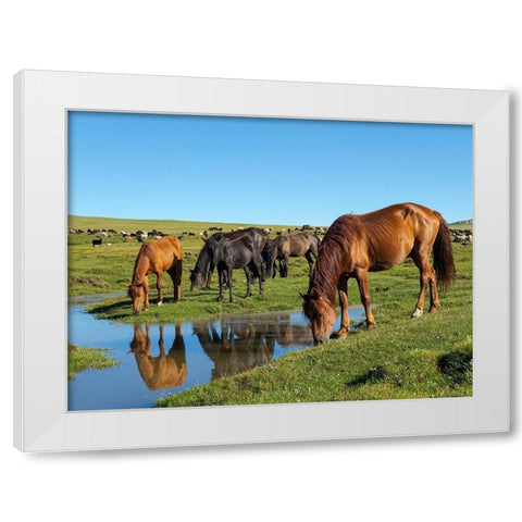 Horses on their mountain pasture at lake Song Kol  White Modern Wood Framed Art Print by Zwick, Martin