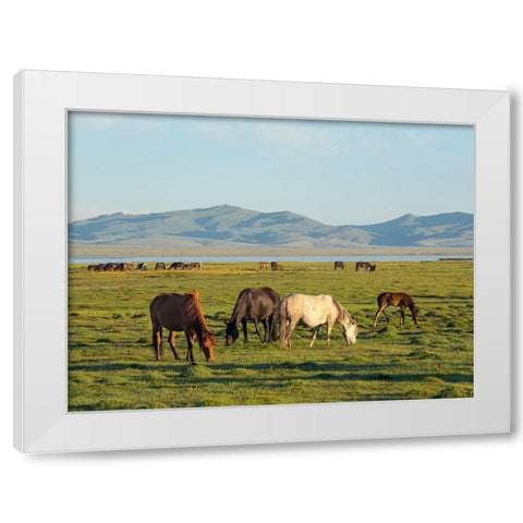 Horses on their mountain pasture at lake Song Kol  White Modern Wood Framed Art Print by Zwick, Martin