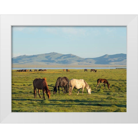 Horses on their mountain pasture at lake Song Kol  White Modern Wood Framed Art Print by Zwick, Martin