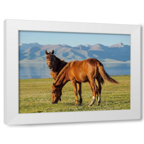 Horses on their mountain pasture at lake Song Kol  White Modern Wood Framed Art Print by Zwick, Martin