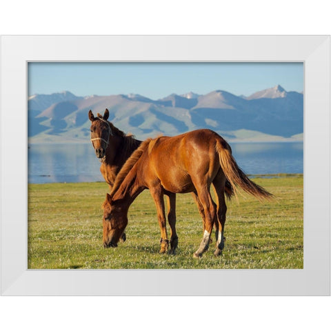 Horses on their mountain pasture at lake Song Kol  White Modern Wood Framed Art Print by Zwick, Martin