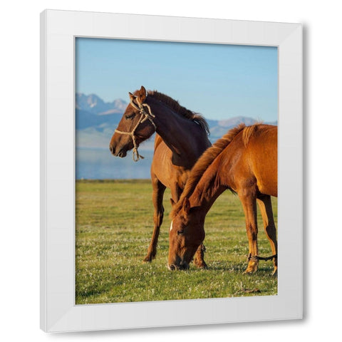 Horses on their mountain pasture at lake Song Kol  White Modern Wood Framed Art Print by Zwick, Martin