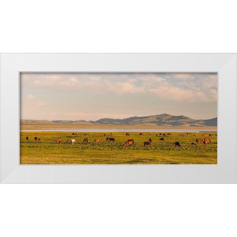 Horses on their mountain pasture at lake Song Kol  White Modern Wood Framed Art Print by Zwick, Martin