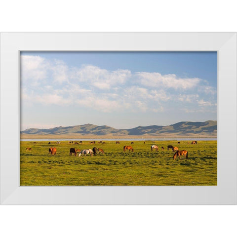 Horses on their mountain pasture at lake Song Kol  White Modern Wood Framed Art Print by Zwick, Martin
