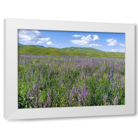Wildflower meadow near the mountain road from Kazarman to mountain pass Urum Basch Ashuusu in the  White Modern Wood Framed Art Print by Zwick, Martin