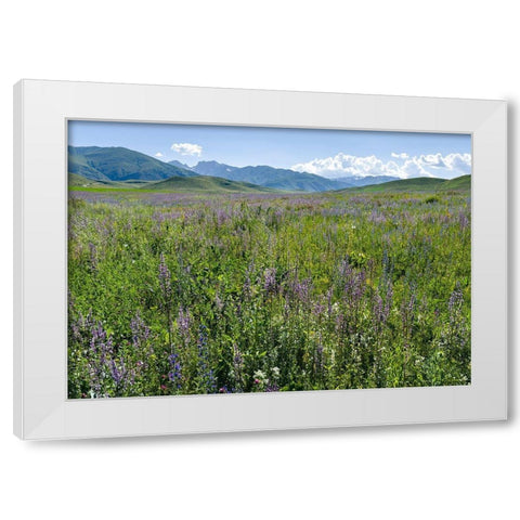 Wildflower meadow near the mountain road from Kazarman to mountain pass Urum Basch Ashuusu in the  White Modern Wood Framed Art Print by Zwick, Martin