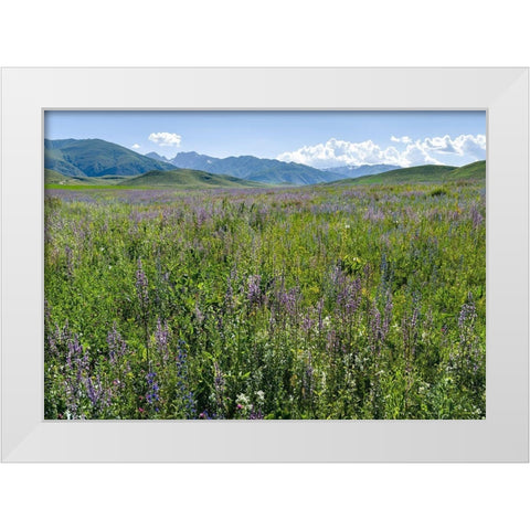 Wildflower meadow near the mountain road from Kazarman to mountain pass Urum Basch Ashuusu in the  White Modern Wood Framed Art Print by Zwick, Martin