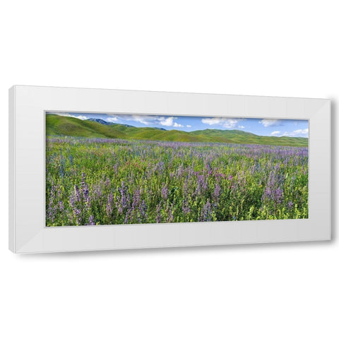 Wildflower meadow near the mountain road from Kazarman to mountain pass Urum Basch Ashuusu in the  White Modern Wood Framed Art Print by Zwick, Martin