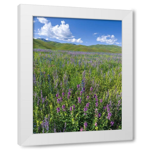 Wildflower meadow near the mountain road from Kazarman to mountain pass Urum Basch Ashuusu in the  White Modern Wood Framed Art Print by Zwick, Martin