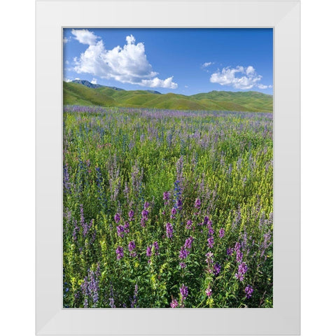 Wildflower meadow near the mountain road from Kazarman to mountain pass Urum Basch Ashuusu in the  White Modern Wood Framed Art Print by Zwick, Martin