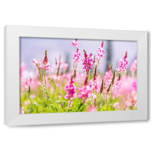Sarytag-Sughd Province-Tajikistan Field of pink wildflowers in sunshine White Modern Wood Framed Art Print by Wilson, Emily M.