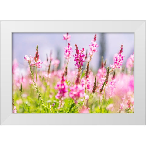 Sarytag-Sughd Province-Tajikistan Field of pink wildflowers in sunshine White Modern Wood Framed Art Print by Wilson, Emily M.