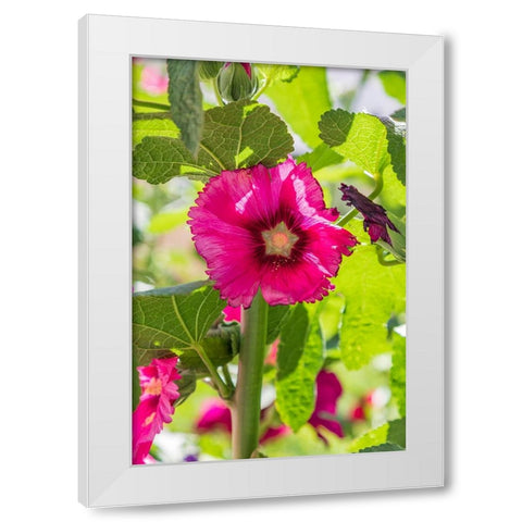 Sarytag-Sughd Province-Tajikistan Hollyhock blossoms in the mountains of Tajikistan White Modern Wood Framed Art Print by Wilson, Emily M.