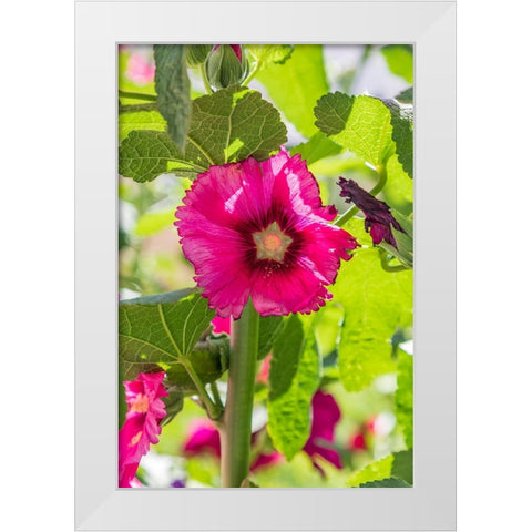 Sarytag-Sughd Province-Tajikistan Hollyhock blossoms in the mountains of Tajikistan White Modern Wood Framed Art Print by Wilson, Emily M.
