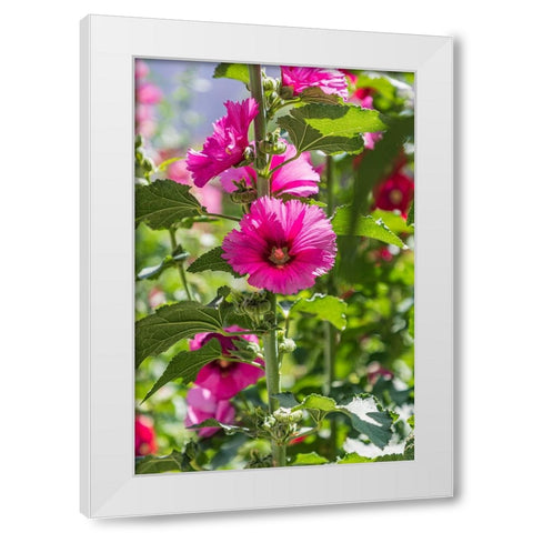 Sarytag-Sughd Province-Tajikistan Hollyhock blossoms in the mountains of Tajikistan White Modern Wood Framed Art Print by Wilson, Emily M.