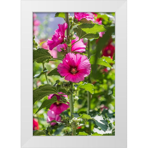 Sarytag-Sughd Province-Tajikistan Hollyhock blossoms in the mountains of Tajikistan White Modern Wood Framed Art Print by Wilson, Emily M.