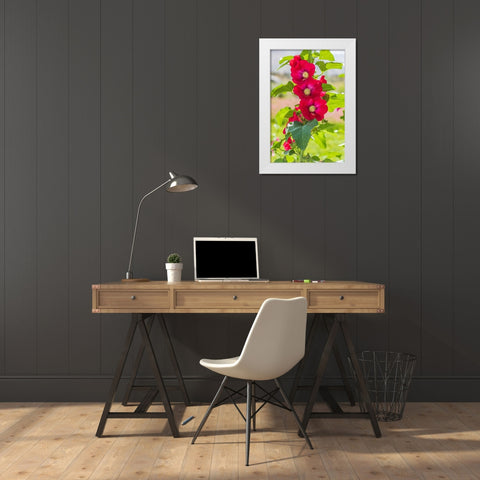 Sarytag-Sughd Province-Tajikistan Hollyhock blossoms in the mountains of Tajikistan White Modern Wood Framed Art Print by Wilson, Emily M.