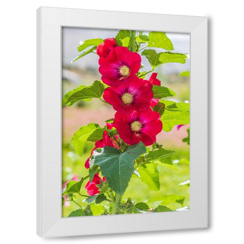 Sarytag-Sughd Province-Tajikistan Hollyhock blossoms in the mountains of Tajikistan White Modern Wood Framed Art Print by Wilson, Emily M.