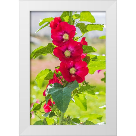 Sarytag-Sughd Province-Tajikistan Hollyhock blossoms in the mountains of Tajikistan White Modern Wood Framed Art Print by Wilson, Emily M.