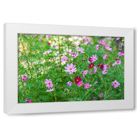 Haft Kul-Sughd Province-Tajikistan Purple daisies in the mountains of Tajikistan White Modern Wood Framed Art Print by Wilson, Emily M.