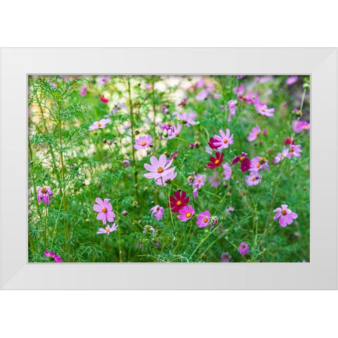 Haft Kul-Sughd Province-Tajikistan Purple daisies in the mountains of Tajikistan White Modern Wood Framed Art Print by Wilson, Emily M.