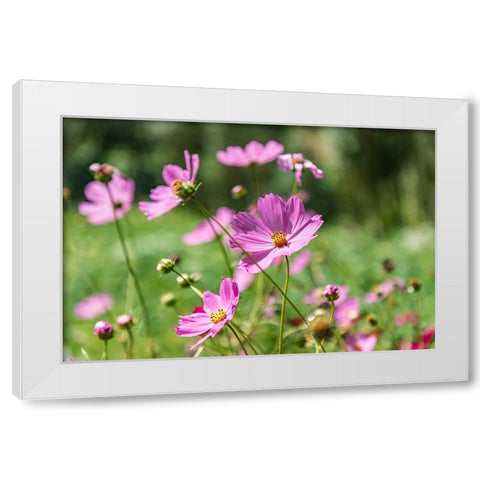 Haft Kul-Sughd Province-Tajikistan Purple daisies in the mountains of Tajikistan White Modern Wood Framed Art Print by Wilson, Emily M.